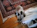 videos de Uryuu the Siamese Kitten vs Fur Thing