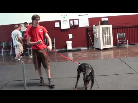 Doberman Pinser