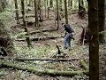 Old Lemonwood bow
