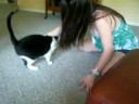 retarded-cat-attack.html