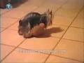 El perrito Jinete