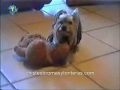 el perrito jinete