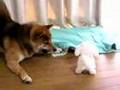 柴犬に犬の玩具与えてみた。