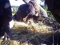 SIDNEY BALD EAGLES NEST, BC CANADA-FLEDGLING FEEDS HIMSELF
