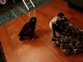 Odin vs the Clouded Leopard 1