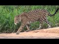 Jaguar Behaviour actions - Pantanal, Brazil.