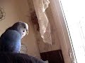 meep meep mickey budgie talking meep meep mickey budgie talking