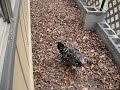 Lucy wants the whole neighborhood to know that she just laid an egg!