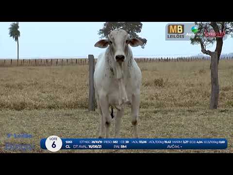 2 DE OLHO NA FAZENDA NELORE BIRIGUI