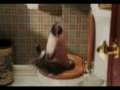 videos de schei katze