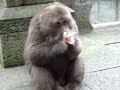 Monkey Eating Crackers