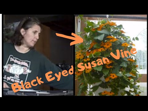 how to harvest black eyed susan flower seeds