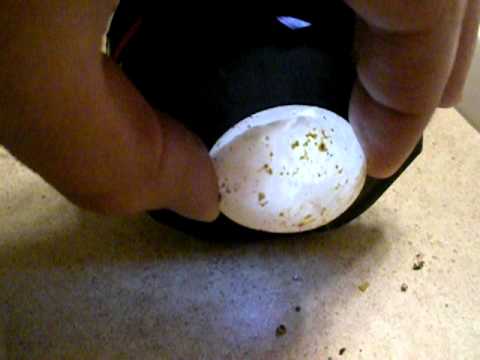 how to fertilize bearded dragon eggs