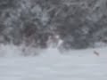 Tschüss Schneekugel!!