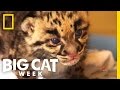 Orphaned Cubs