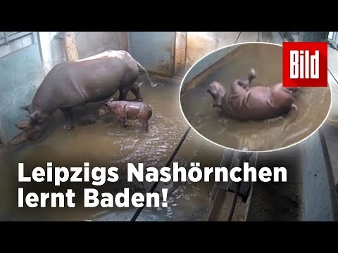 Leipzig: Das erste Bad  Ses Nashorn-Baby aus dem L ...