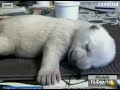 Видеоновость Датский медвежонок стал очень популярным в интернете