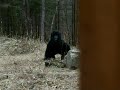FARTING BIGFOOT CAUGHT ON VIDEO FARTING BIGFOOT CAUGHT ON VIDEO