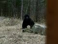 FARTING BIGFOOT CAUGHT ON VIDEO