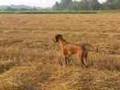 Rhodesian Ridgeback hunting mice