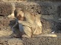 Lopburi Monkey Looking in the Mirror