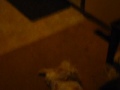 videos de Mister Chu & His Bunny