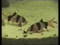 Clown loach / Prachtschmerle [2/2]