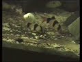 Clown loach / Prachtschmerle [2/2]