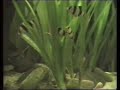 Clown loach / Prachtschmerle [2/2]