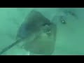 The Barb of Death! When Sting Rays Attack 3