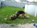 Savage dog