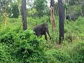Dancing elephant
