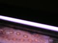 motoro-stingray-playing-in-bubbles.html
