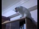 Aroyo Our Sweet Cat