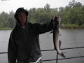 Catfish Fever 2008