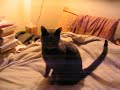 Ari on the Bed