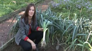 Growing Leeks