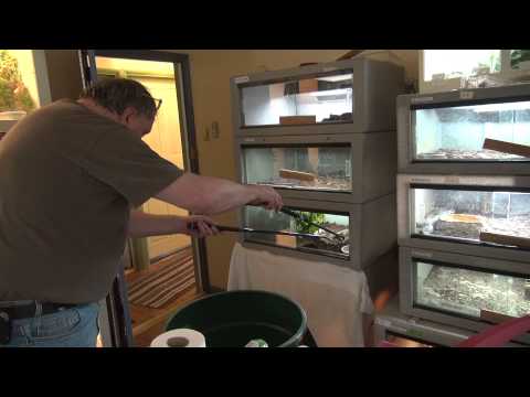 YouTube reptile video