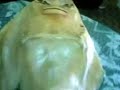 Giant Wierd Fish Giant Wierd Fish