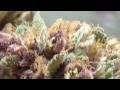 Headband and Purple Kush Harvest