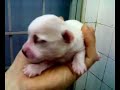 Chihuahua puppies 10 days old Chihuahua puppies 10 days old