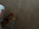 Loki Bouncing