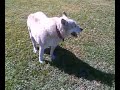 Ellie walking in park 1