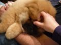 chow-chow-puppy-ushi-2.html