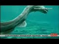 Deep Sea Frilled Shark Founds on Numazu (Japan) Deep Sea Frilled Shark Founds on Numazu (Japan)