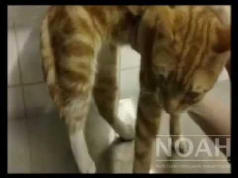 how to treat rcvs