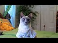 Sassy Cat