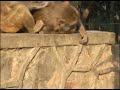 Urban Ecosystem - The Life of a Delhi Monkey Urban Ecosystem - The Life of a Delhi Monkey