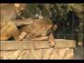 Urban Ecosystem - The Life of a Delhi Monkey