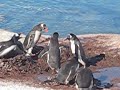 Gentoo Fight Gentoo Fight